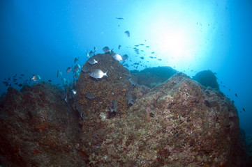 Fototapeta na wymiar shoal of fish swim together to find food
