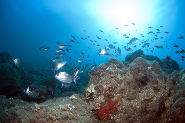 Naklejka na ściany i meble shoal of fish swim together to find food