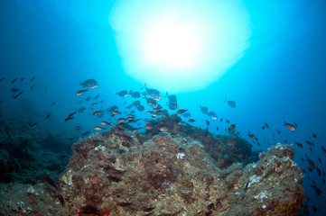 Fototapeta na wymiar shoal of fish swim together to find food