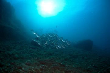 Naklejka na ściany i meble shoal of fish swim together to find food
