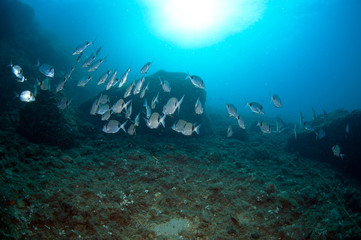 shoal of fish swim together to find food