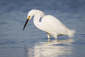 Snowy Egret Foraging in a Tidal Lagoon - Florida