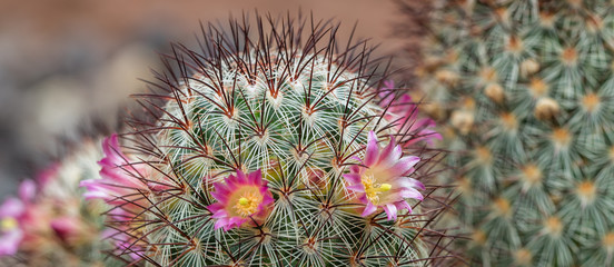 kakteenblüte