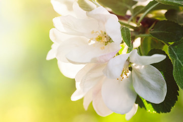 Flowers of the cherry blossoms on a spring day