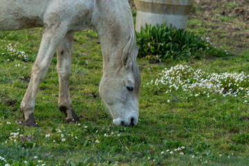 Horse eating grass