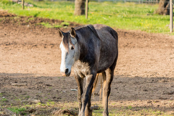 Sad horse in a farm