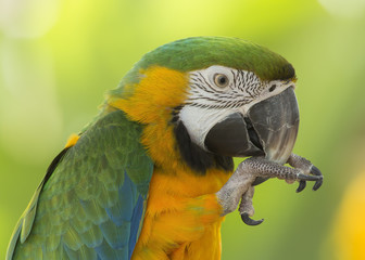 Obraz premium Closeup of a Blue and Gold Macaw