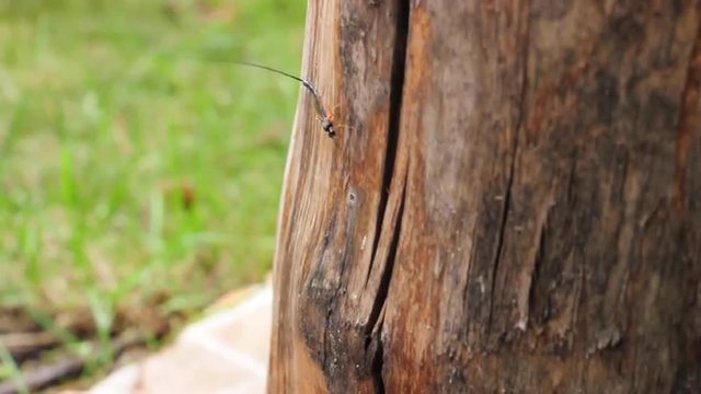 ichneumonidae