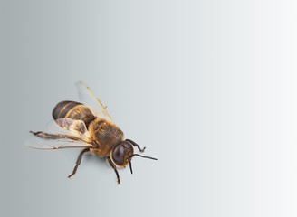 Bee.
