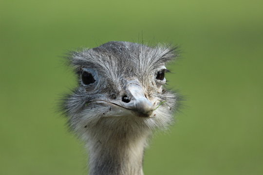 Ostrich