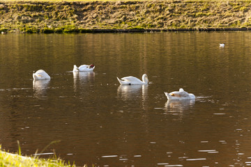 swans on the lake  