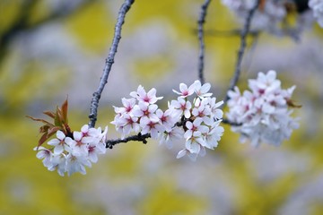 サクラのアップ