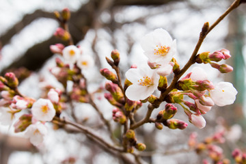 Cherry blossom and bud