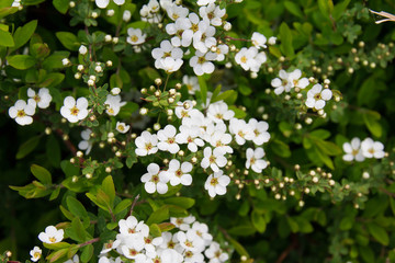Spiraea