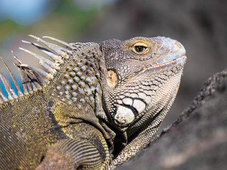 Obraz premium Observant Iguana on the Rocks