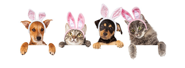 Easter Dogs and Cats Hanging Over White Banner