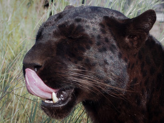 Schwarzer Panther leckt sich die Nase