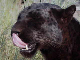 Abwaschbare Fototapete Panther Schwarzer Panther leckt sich die Nase