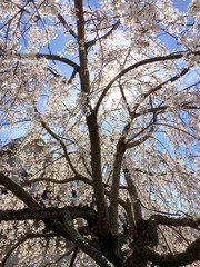 Fototapeta na wymiar Big blossoming cherry tree