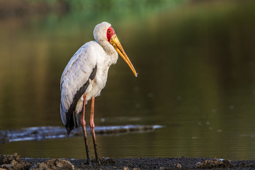 Yellow-Billed stork in Kruger National park, South Africa