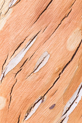 The surface of the eucalyptus trees.