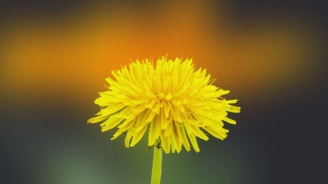 Dandelion flower blossoming composition/Timelapse video of a yellow dandelion flower blossoming with a gerbera flower blossoming int he background 