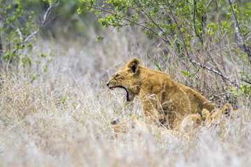 Obraz na płótnie Canvas Lion in Kruger National park, South Africa