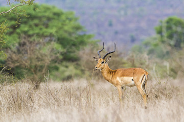 Impala in Kruger National park, South Africa