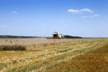Fototapeta na wymiar Harvester in the field 