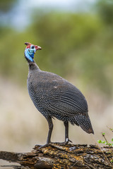 Helmeted guineafowl in Kruger National park, South Africa