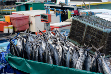 Trader's cart full of Tuna fish