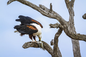 African fish eagle in Kruger National park, South Africa