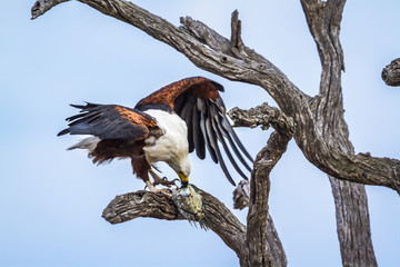 African fish eagle in Kruger National park, South Africa