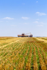 Fototapeta premium harvesting wheat, cereals 