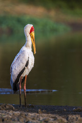 Yellow-Billed stork in Kruger National park, South Africa
