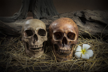 still life couple human skull with Plumeria Flower and hay