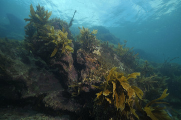 Fototapeta na wymiar Rocky reef with some brown stalked kelp Ecklonia radiata growing on its walls.