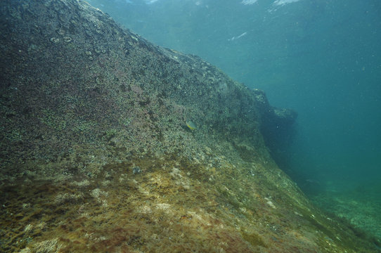 Fototapeta Barren rocky reef right under surface.