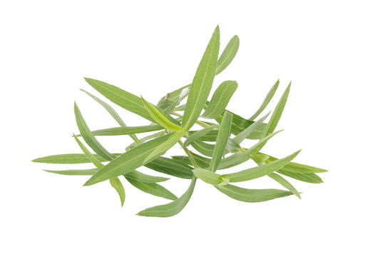 Tarragon herbs close up isolated on white