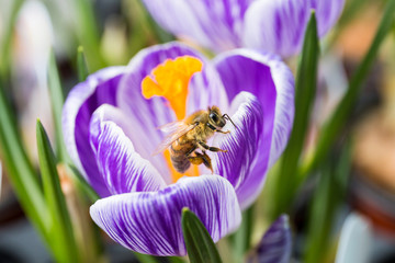 Honey bee. Working in a flower.