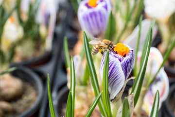 Honey bee. Working in a flower.