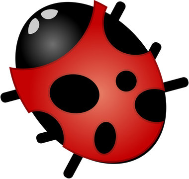 vector image of a ladybug