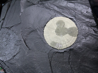 Pyrite mineral