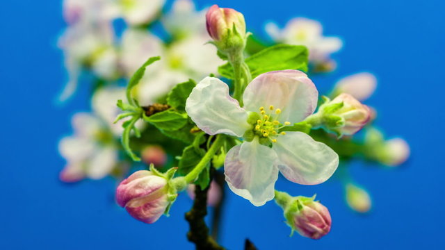 Apple tree flower blossoming timelapse / Timelapse video of an apple tree flower branch blossoming against a blue background