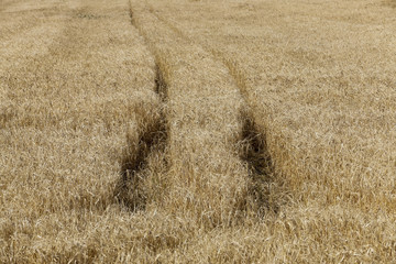Field of cereal in the summer  