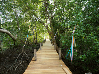 Walkway with wooden bridge through mangrove forrest
