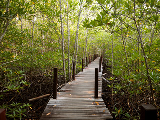 Fototapety  Długi drewniany most w lesie namorzynowym, Tajlandia