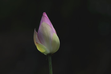 Fototapeta premium The lotus flower on a black background