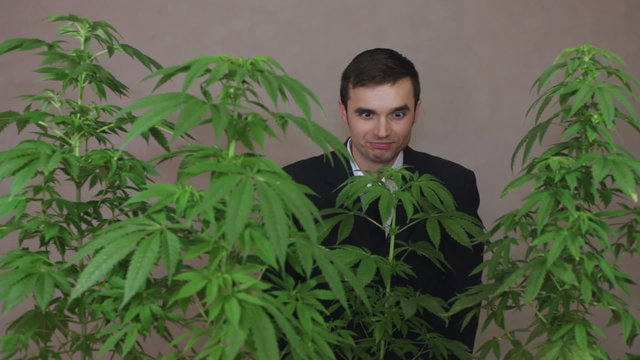 Funny businessman smelling and looking at Cannabis plants.