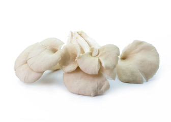 fresh mushrooms isolated on white background